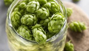 خرید و فروش عمده گیاه دارویی رازک + صادرات رازک با کیفیت ممتاز