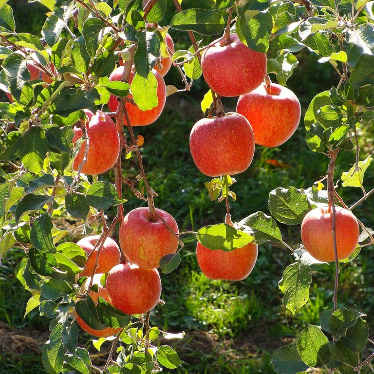 فروش سیب هانی کریسپ اصفهان درجه یک