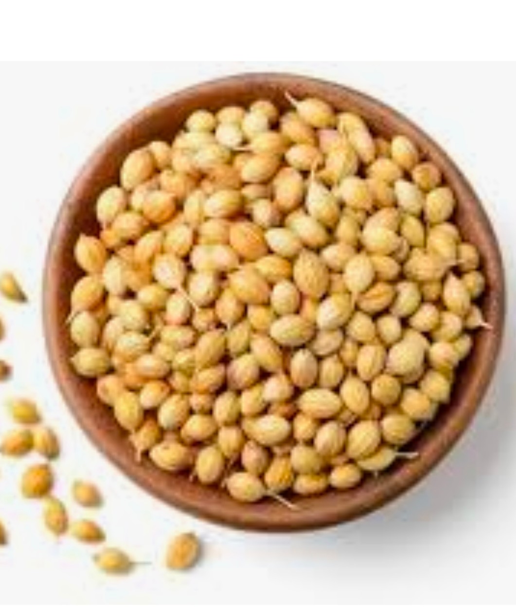 فروش و خرید بذر گشنیز رقابتی نهاوند