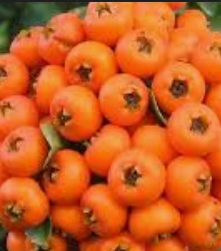 فروش زالزالک وحشی + قیمت خرید استثنائی