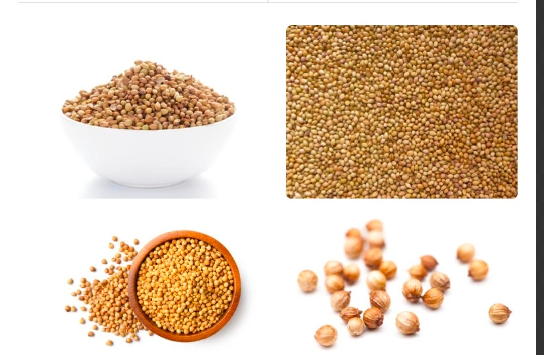 خرید بذرگشنیز عمده نهاوند + دراصفهان