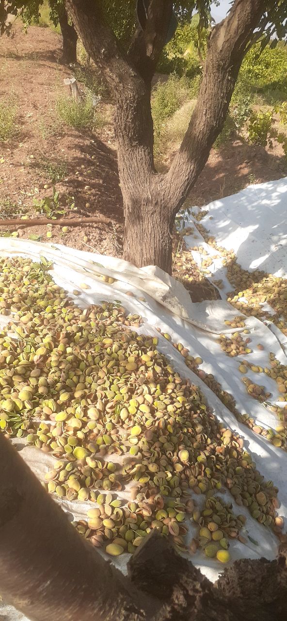 بادام سنگی تازه شهرخشکرود