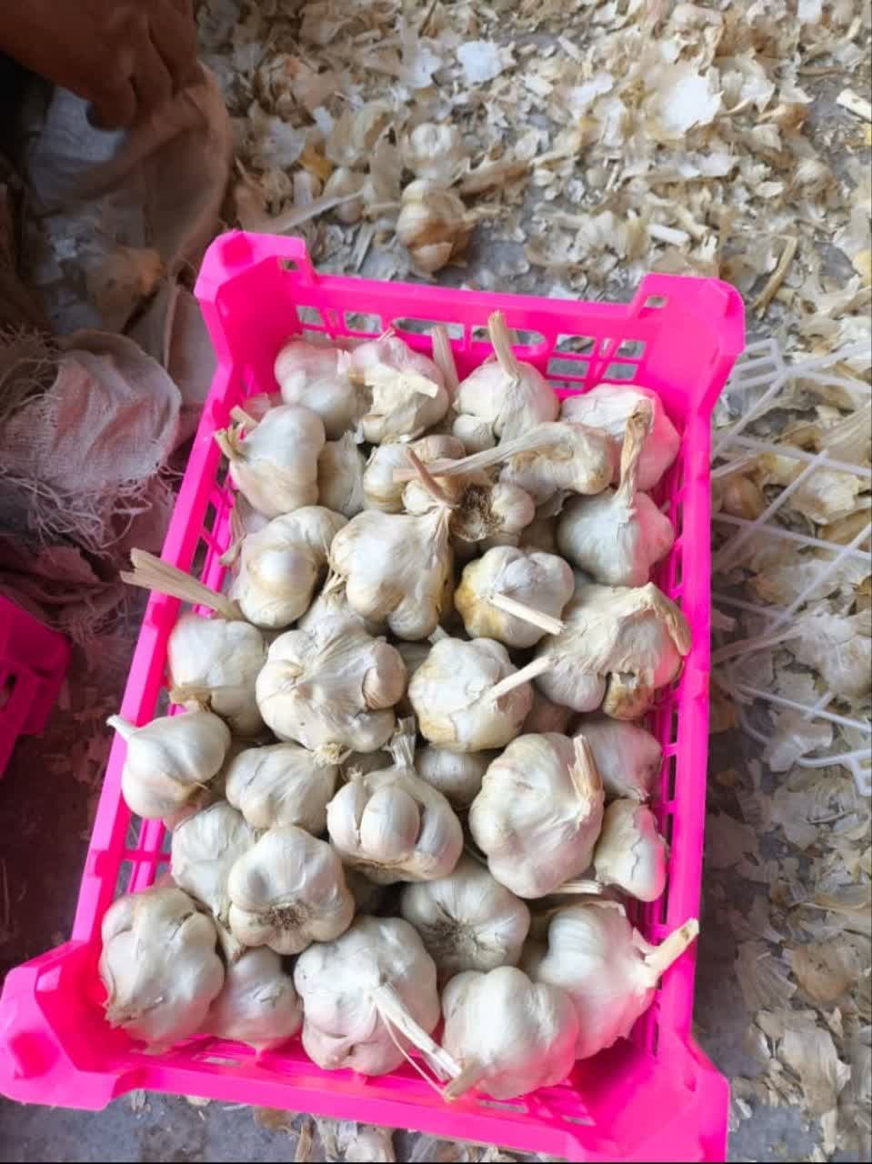 فروش عمده سیر سفید صادراتی