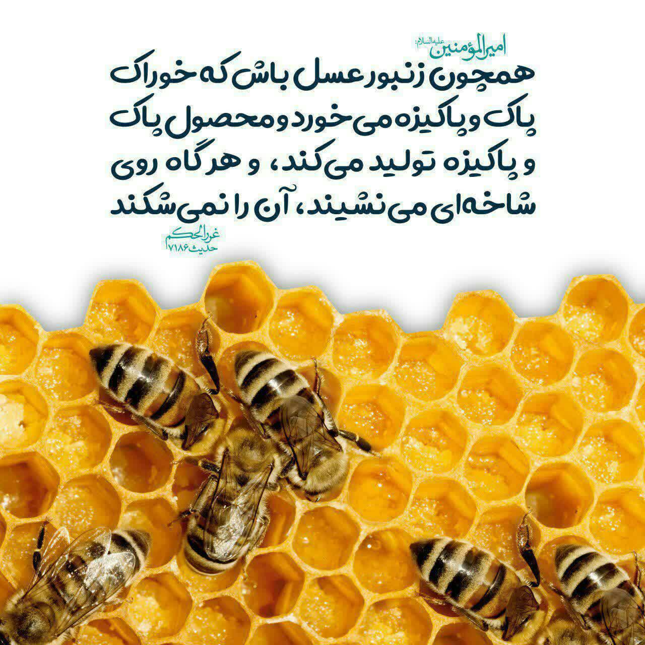 فروش اینترنتی عسل کندو + تضمین قیمت