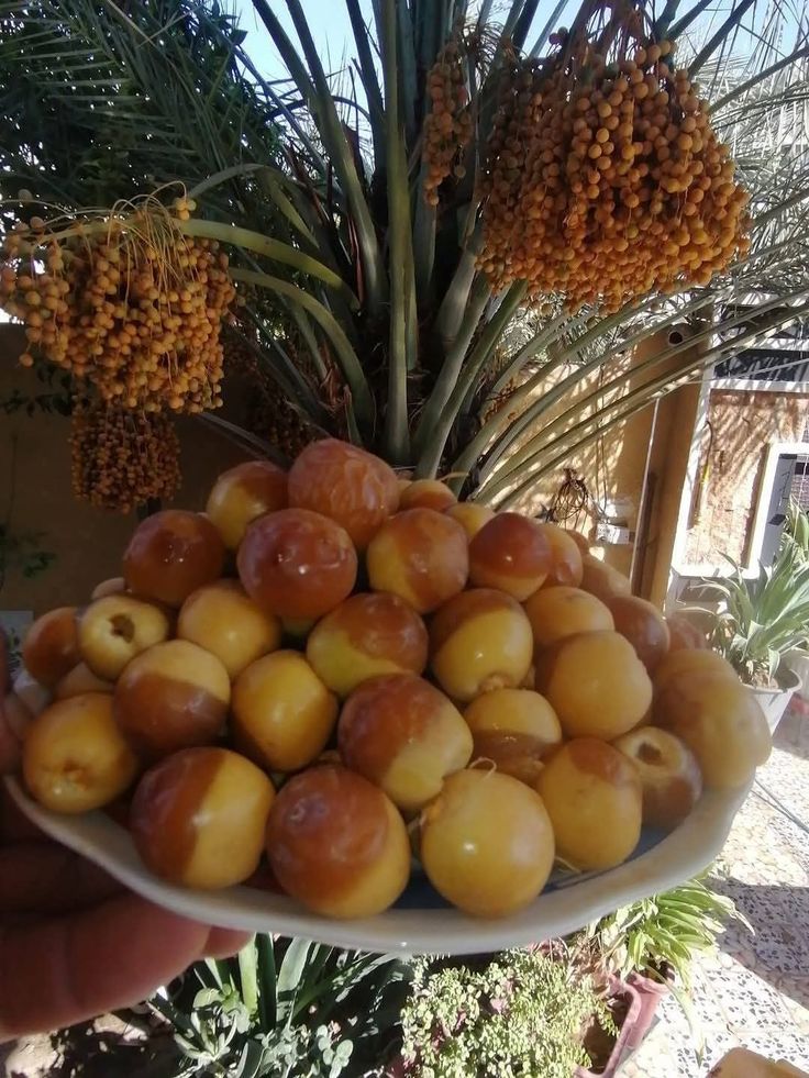 خرما رطب درجه یک طعم شیرین عالی قیمت عمده صادراتی