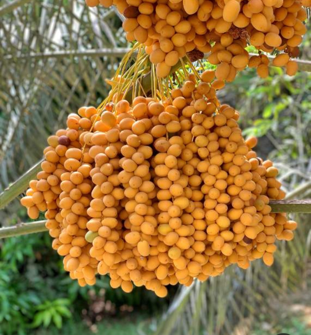 خرمای خارک بوشهر