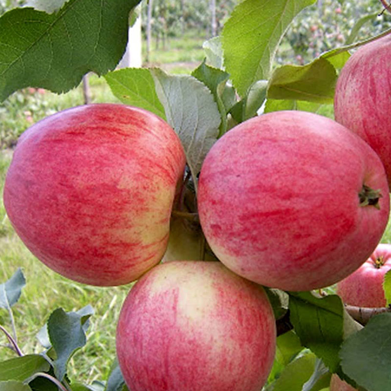 خرید سیب گالا صادراتی + قیمت کف بازار