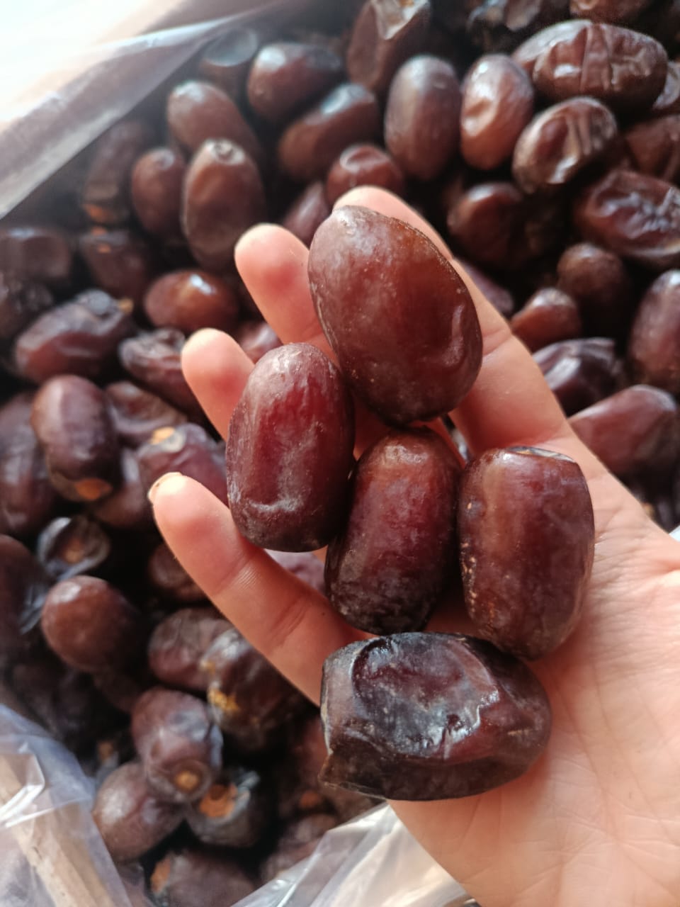 فروش عمده خرمای کلوته کهنوج + قیمت رقابتی و استثنایی