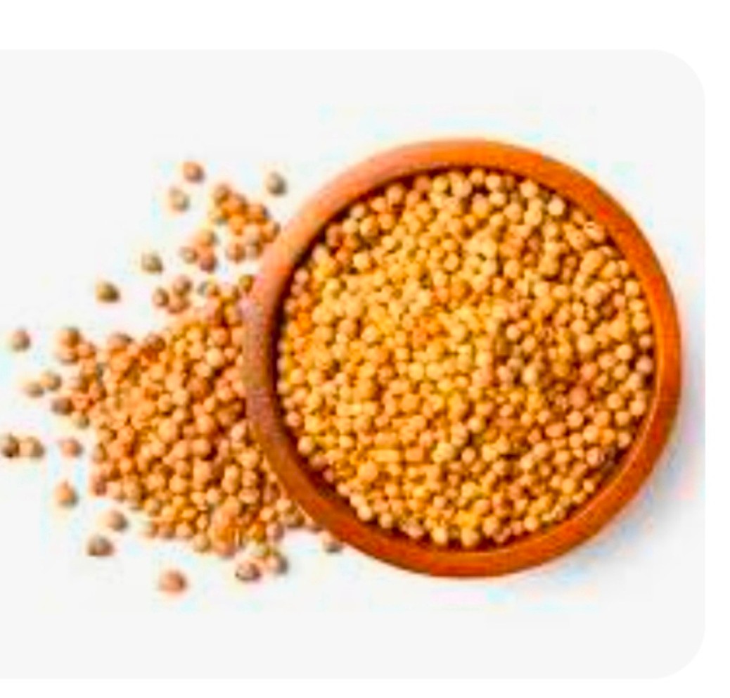 فروش بذرگشنیز آناهیتا با جوانه زنی عالی و مقاومت بالا