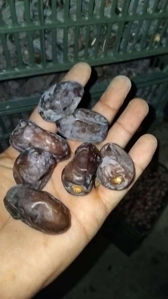 خرید و فروش خرما کلوته تازه رودبار و جنوب کرمان + قیمت رقابتی