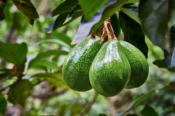 خرید عمده نهال آووکادو اصلاح شده