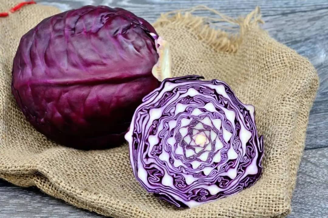 عرضه بهترین کلم برگ بنفش با قیمت عمده