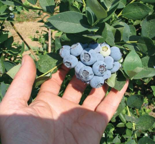 نهال بلوبری لگسی میوه دار + بستر کشت مخصوص بلوبری