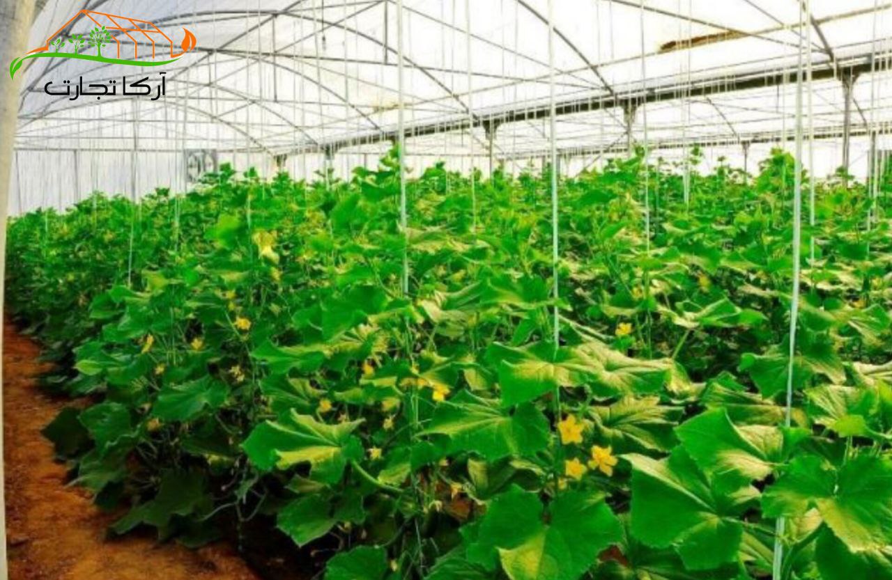 قیمت خرید نخ گلخانه خیار + فروش مستقیم و بی‌ واسطه