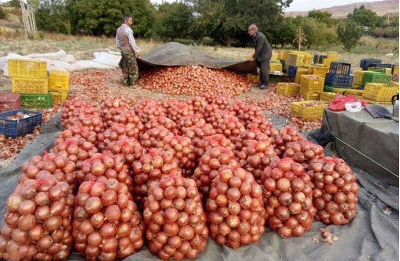 فروش عمده پیاز جنوب