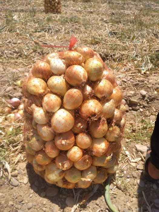 صادرات پیاز ایران خرید