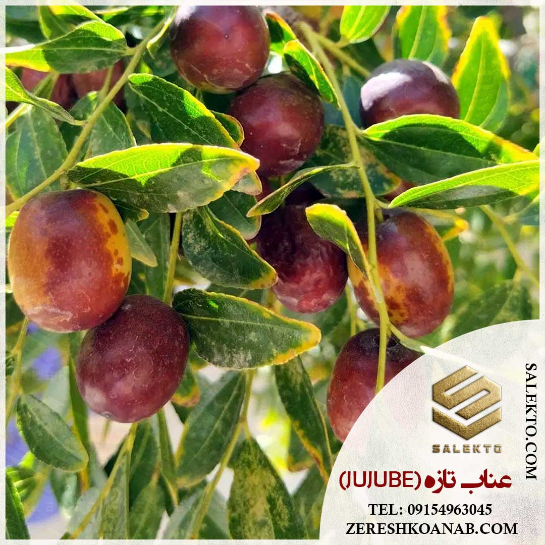 عناب تازه خراسان جنوبی با طعمی بی‌ نظیر