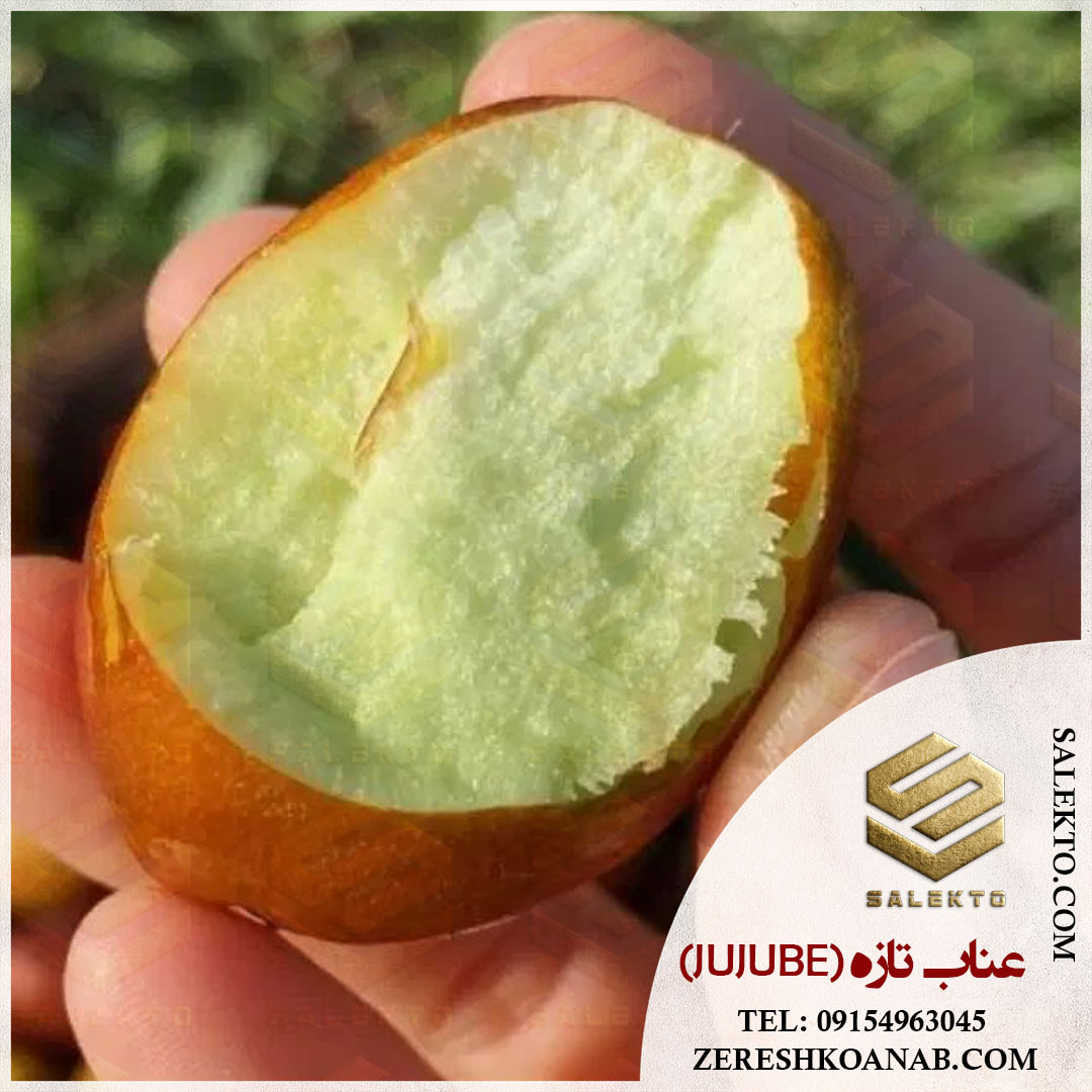 عناب تازه بیرجند با طعم طبیعی و خواص درمانی