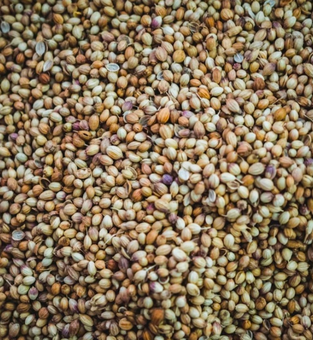 خرید به صرفه گشنیز