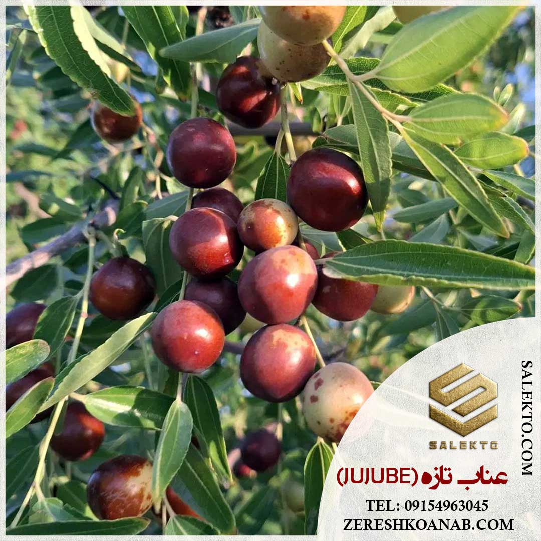 عناب تازه خراسان جنوبی با طعمی شیرین و رنگ طبیعی