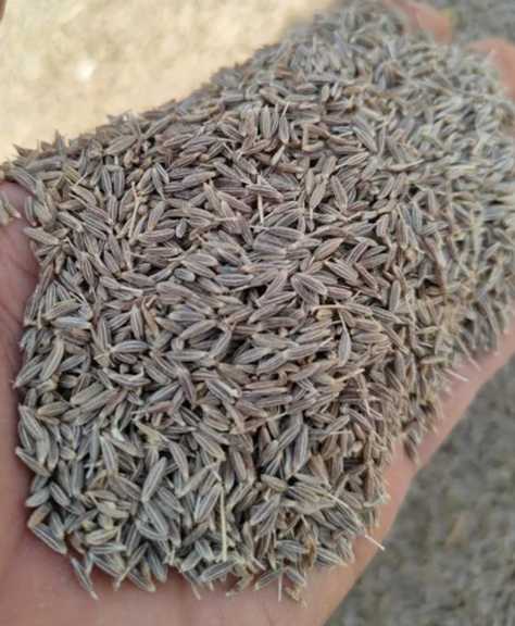 زیره کوهی تمیز شده صادراتی