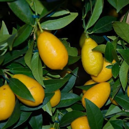 مرکز پخش نهال لایم کوات گلدانی میوه دار
