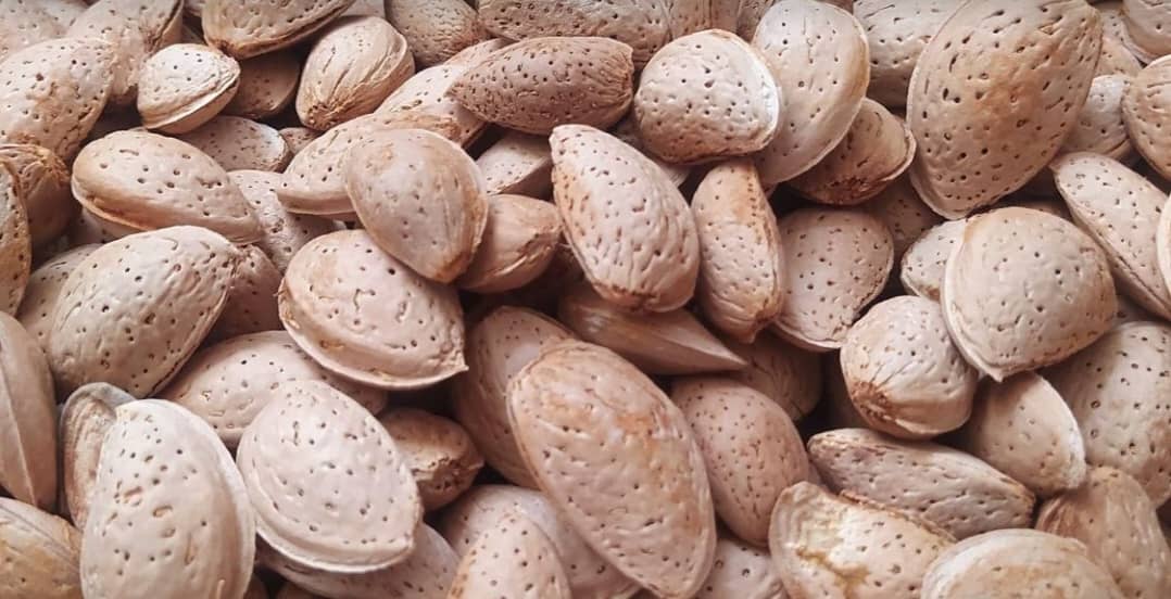 قیمت بادام درختی دیم