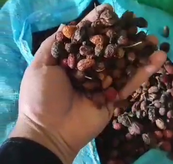 استعلام قیمت میوه گل نسترن + شرایط فروش استثنایی خرید اینترنتی