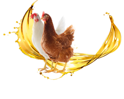 مرکز فروش روغن مخصوص طیور و دام + قیمت فوق العاده