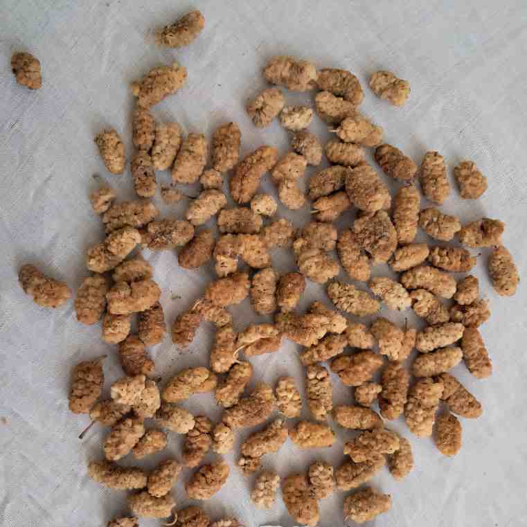 قیمت توت خشک رسمی صادراتی + فروش استثنایی