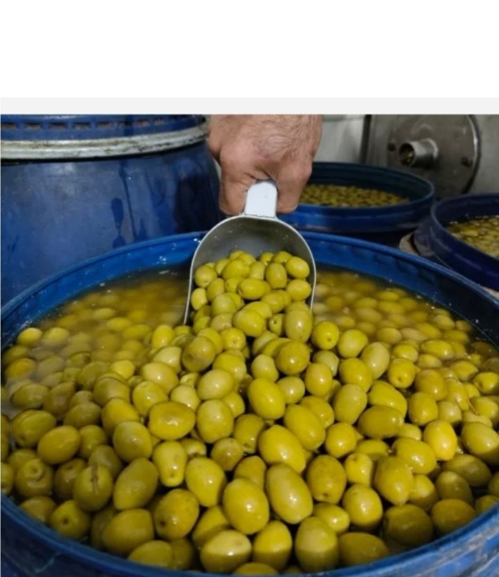 فروش استثنایی زیتون درشت ویژه ی طارم