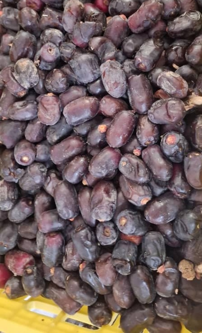 فروش ویژه خرما کلوته و مضافتی + خرید صادراتی