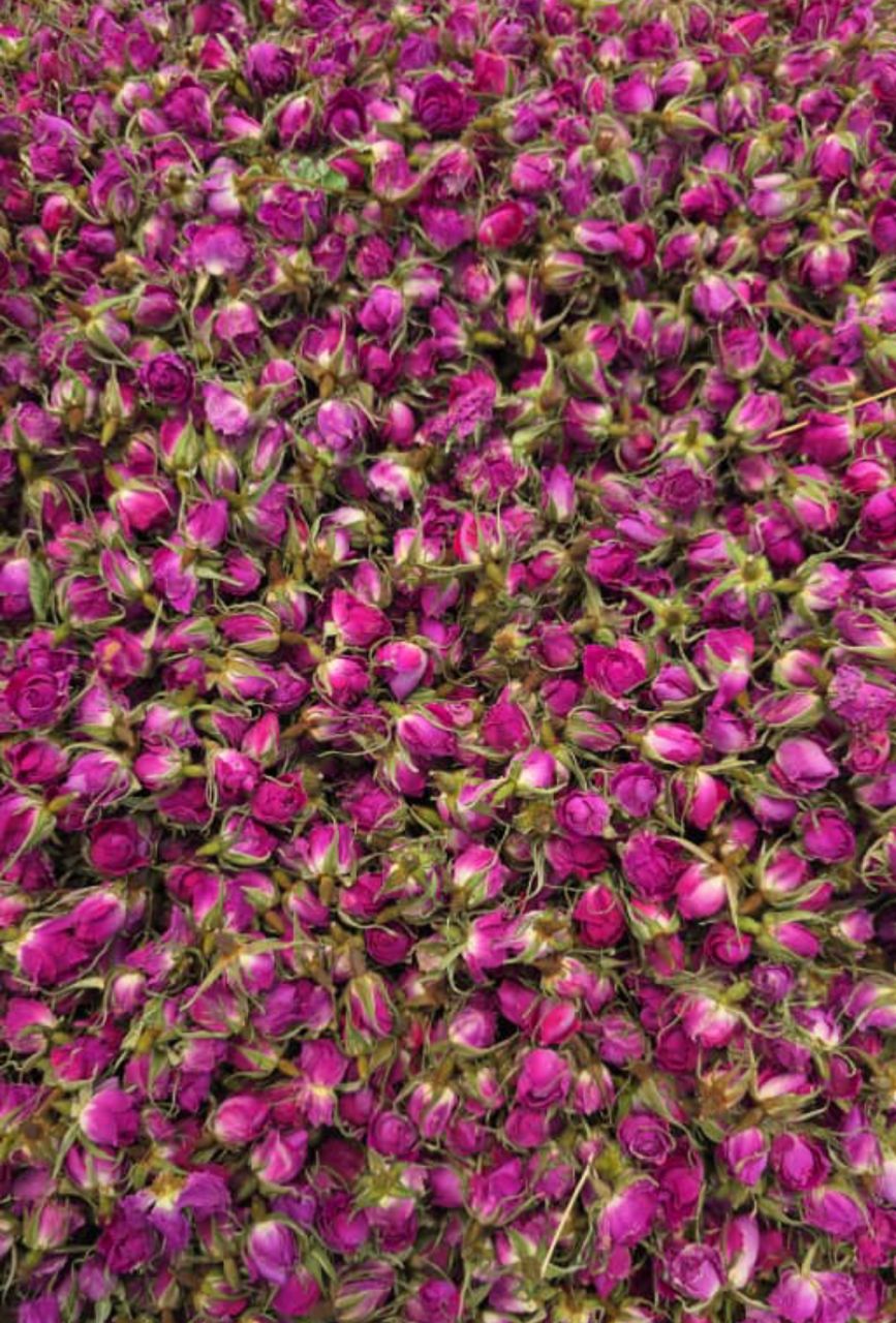 خرید عمده و لیست غنچه گل محمدی