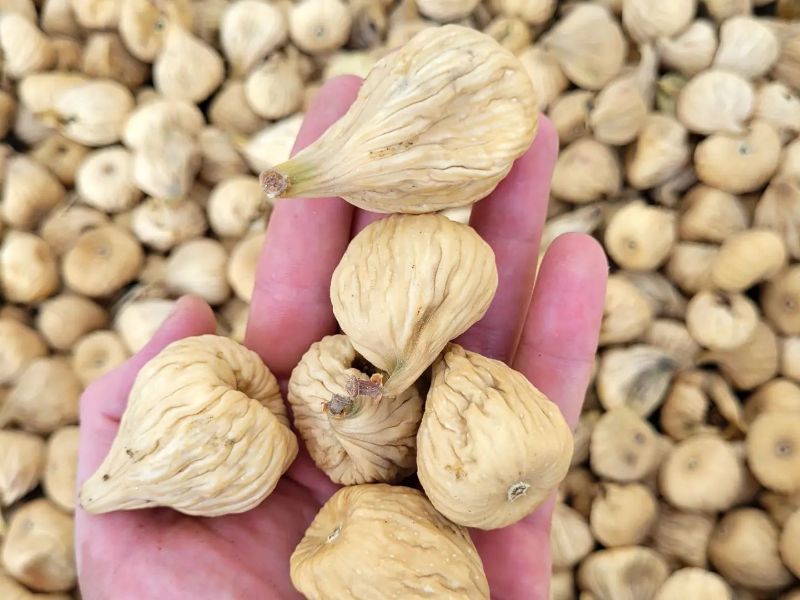 خرید انجیر پرک استهبان + با قیمتی ویژه
