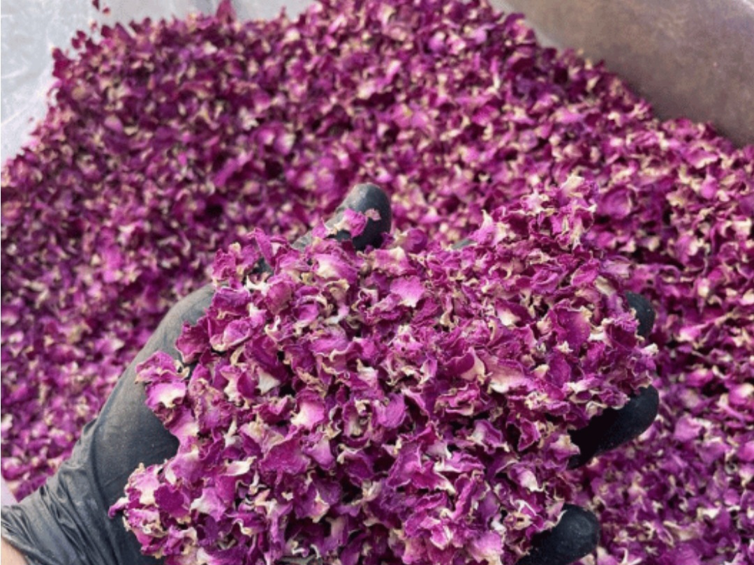 فروش عمده پر گل محمدی خشک فله ای
