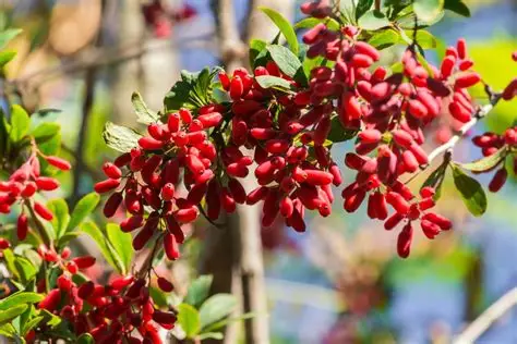 فروش عمده زرشک پفکی و اناری + صادرات خشکبار با کیفیت بالا