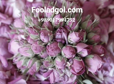 خرید عمده غنچه گل محمدی صادراتی سایه خشک با شرکت فولاد گل