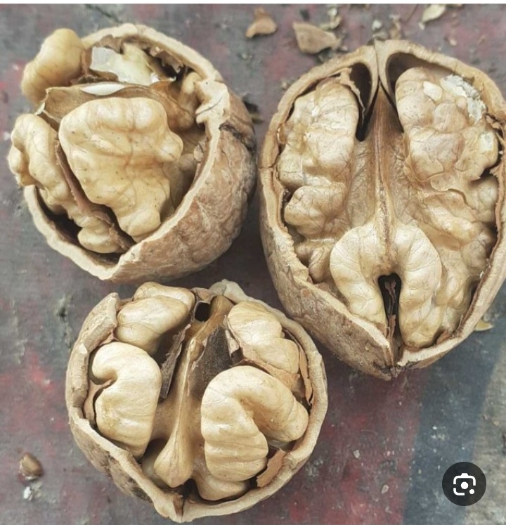 فروش گردوی تویسرکان + خرید از مزرعه تا خانه با قیمت مناسب