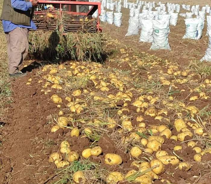 قیمت باور نکردنی سیب زمینی سانتا + فروش عمده