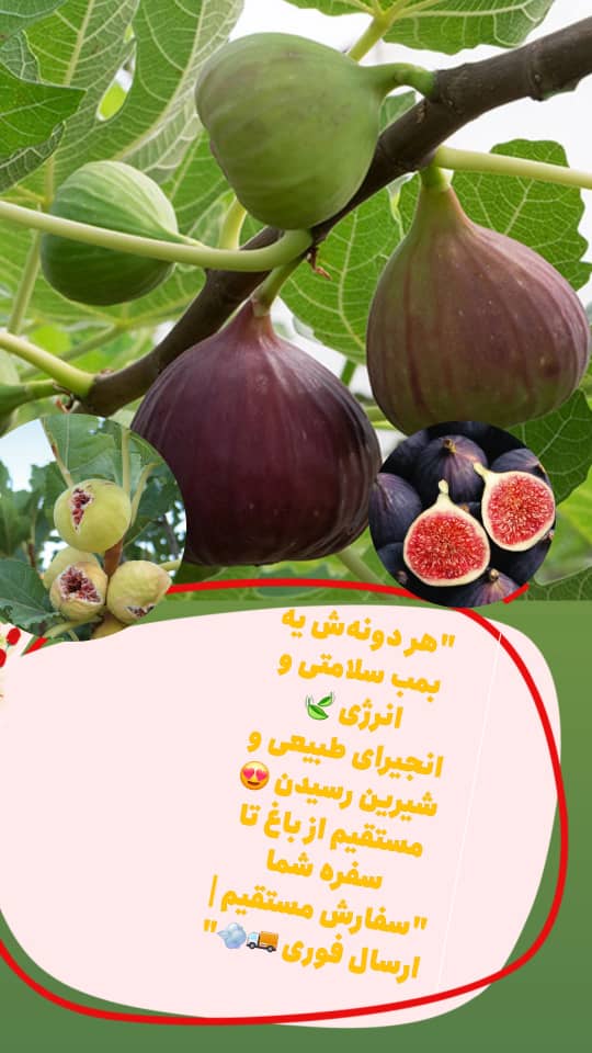 خشکبار مرغوب + قیمت مناسب