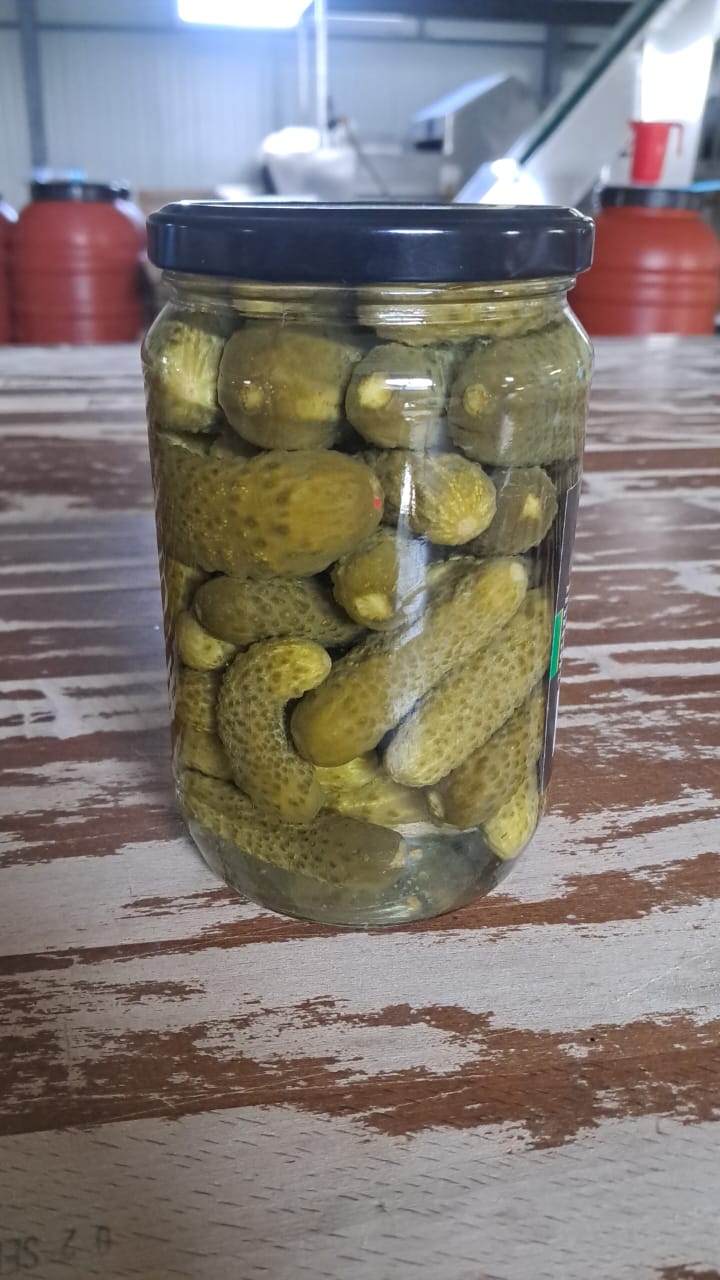 فروش مستقیم خیارشور خانگی از تولید به مصرف