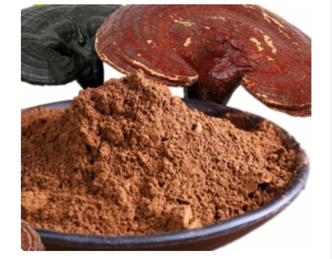 فروش قارچ گانودرما