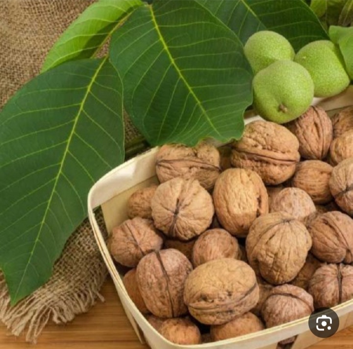خریده عمده گردوی درختی معرف له طلای سبز ایران