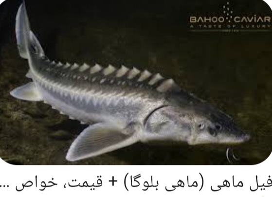 خاویار بلوگا امپریال
