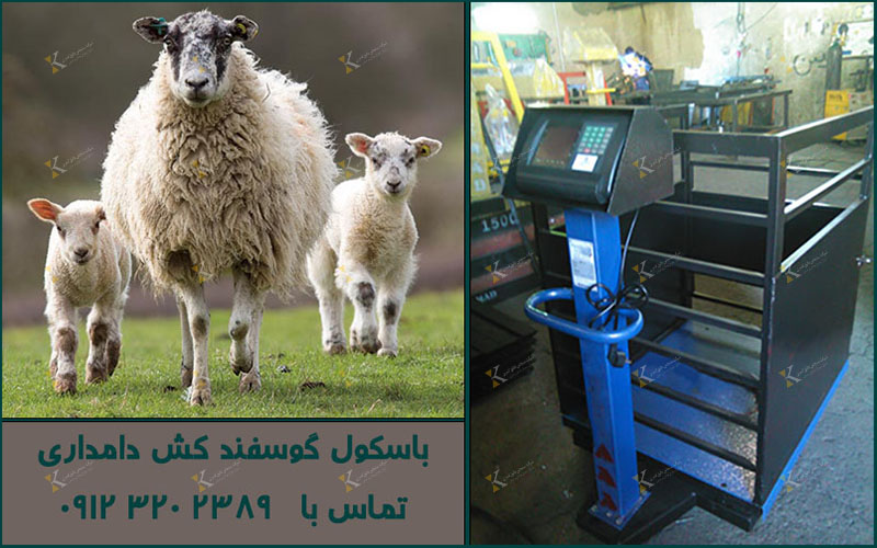 باسکول دام کش ۱۲۰۰ کیلویی مناسب دامداری‌ ها
