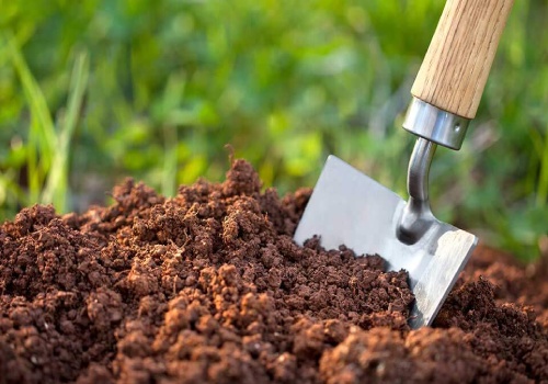 خرید پودر ماهی به صرفه + برای کود درخت و گل و گیاه