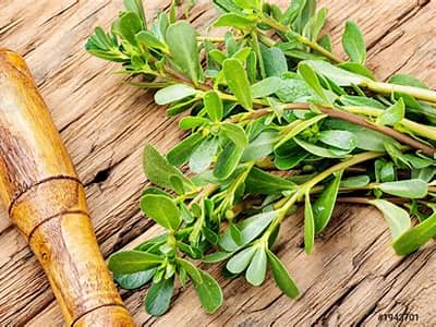 فروش عمده خرفه خشک + سبزی دارویی و خوراکی صادراتی