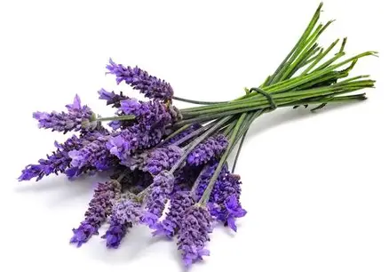 فروش عمده اسطوخودوس خشک + گیاه دارویی معطر صادراتی