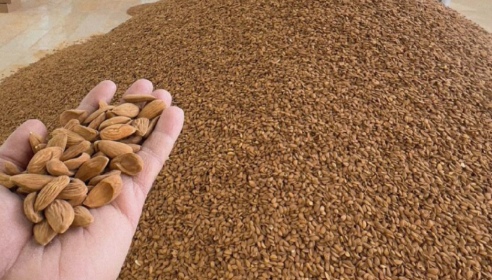 خرید و قیمت مغز بادام مامایی + فروش صادراتی امروز