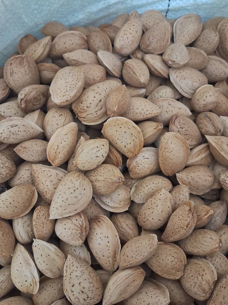 فروش عمده بادام شیرین مامایی درجه یک + تحویل سریع
